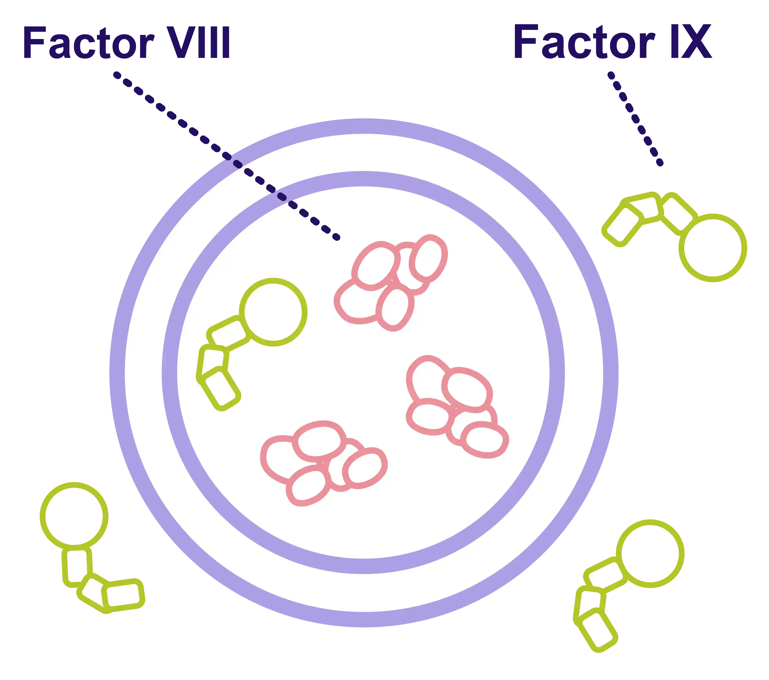 Factor VIII and factor IX infographic